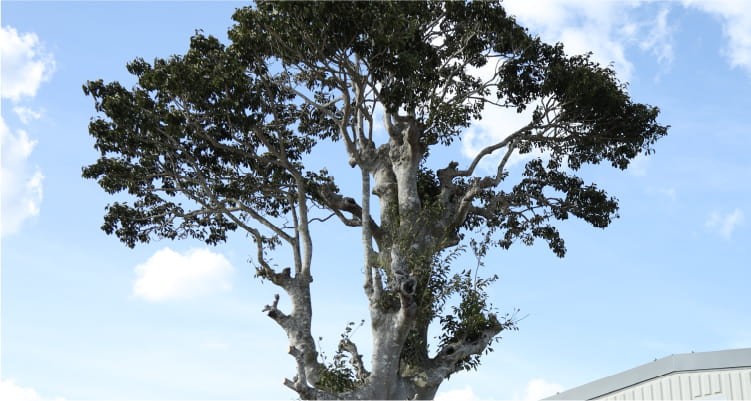 「50周年記念」バナー画像